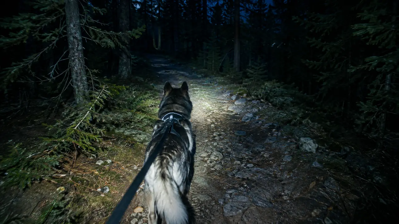 A leashed dog walking on a dark trail ahead of a beam of headlamp light