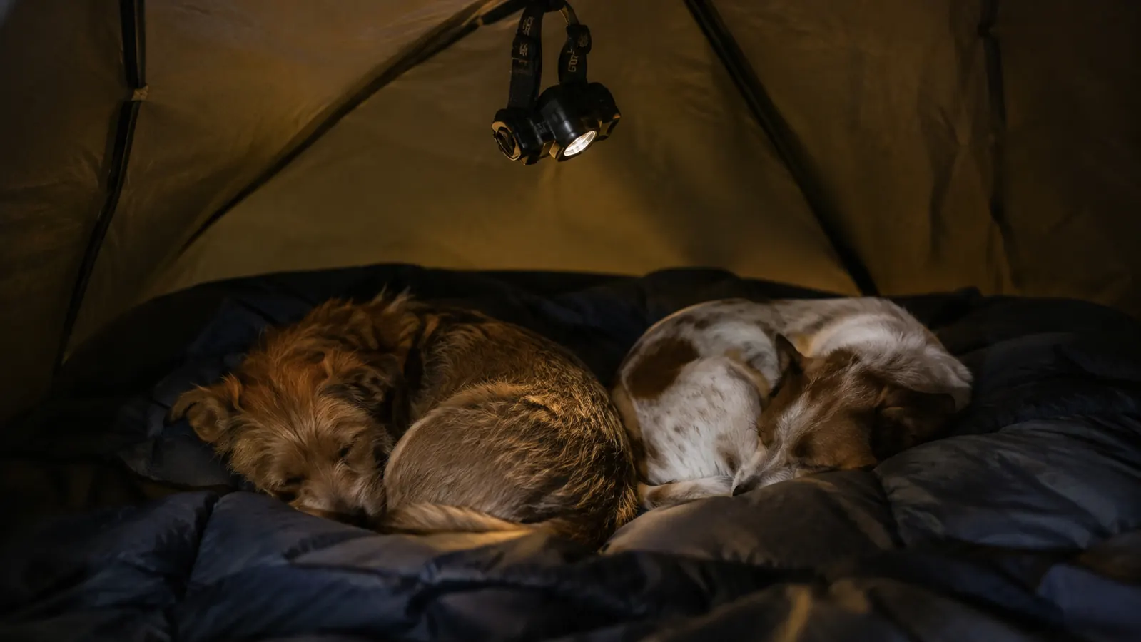 Two small dogs asleep on a sleeping bag inside a tent while a headlamp hangs from the tent loop